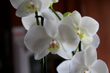 Naklejka na ściany i meble orchid with white petals in pot