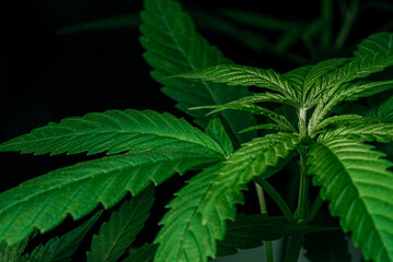 Fototapeta na wymiar Harvest, mature cannabis plant with big leaves. Beautiful hemp, making drugs
