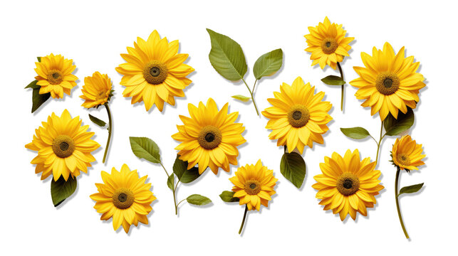 Sunflowers collection on the transparent background. Yellow flower. Seeds oil. Flat lay, top view