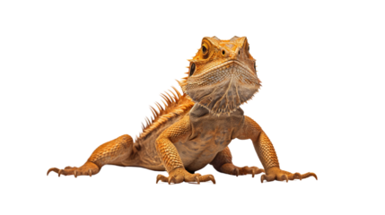 Bearded dragon standing, isolated on transparent