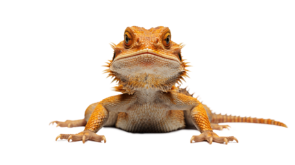 Bearded dragon standing, isolated on transparent