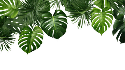 Dark green leaves of monstera or split-leaf philodendron (Monstera deliciosa) the tropical foliage plant growing in wild isolated on transparent background