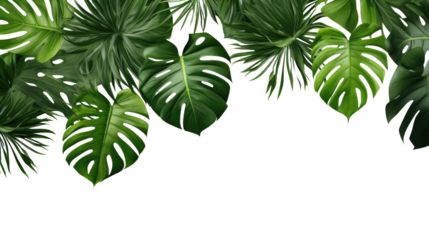 Dark green leaves of monstera or split-leaf philodendron (Monstera deliciosa) the tropical foliage plant growing in wild isolated on transparent background