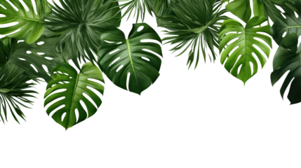 Foto op Canvas Dark green leaves of monstera or split-leaf philodendron (Monstera deliciosa) the tropical foliage plant growing in wild isolated on transparent background © YauheniyaA