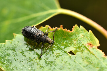 A gray weevil called Curculionoides