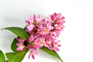 Branch with deutzia flowers with green leaves.