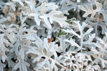 cineraria plant silver leaf details