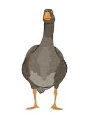 The gray domestic goose. Farm Birds, Realistic Vector Animal