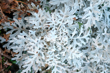 cineraria plant silver leaf details