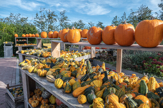 Herbstzeit ist K&uuml;rbiszeit, am beliebtesten zu Halloween