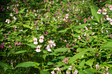 Plant invasion. Blooms the Himalayan balsam plant (Impatiens glandulifera). This is one of the invasive species that has been included since 2017 in the list of Invasive Alien Species in Europe. - obrazy, fototapety, plakaty