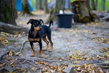 Portrait of a cute little dog on the background of a summer forest. A puppy of a dwarf pinscher in nature. Outdoor recreation and picnic with the owners