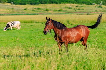 Fototapeta premium Horse in the pasture. Background with selective focus and copy space