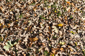 autumn oak leaves on the ground