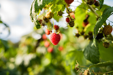 Garden autumn raspberry