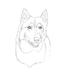 Husky sib&eacute;rien chien de tra&icirc;neau 