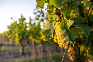 Grappe de  raisin blanc dans les en France avant les vendanges d'automne.