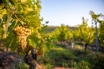 Grappe de  raisin blanc dans les en France avant les vendanges d'automne.