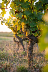 Paysage de vigne et vignoble sous le soleil d'automne.