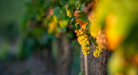 Grappe de raisin blanc et cèpe de vigne avant les vendanges d'automne. - 668702773