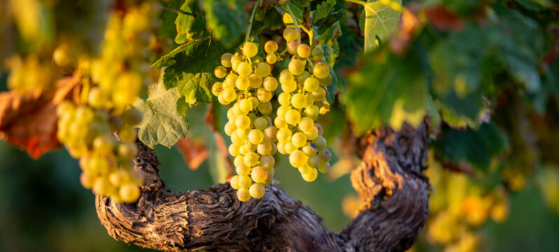 Grappe de raisin blanc et c&egrave;pe de vigne avant les vendanges d'automne.
