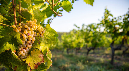 Paysage de vigne et vignoble sous le soleil d'automne.