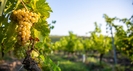 Paysage de vigne et vignoble sous le soleil d'automne. - 668702966