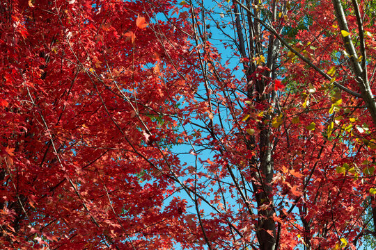 red leaves on a blue sky