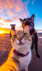 Zelfklevend Fotobehang best friends cat and dogs taking selfie shot  at the beach  © IBEX.Media