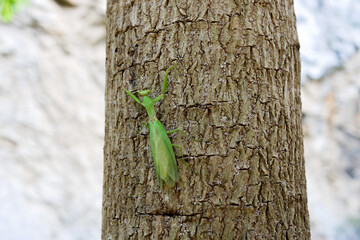 details of mature praying mantis green insect on a tree