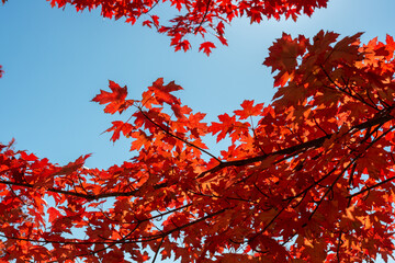 red autumn leaves on a clear blue sky