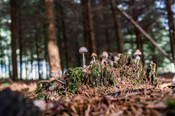 A set of mushrooms in the forest