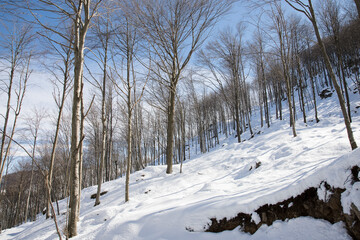 Forest in winter.
Mountain winter landscape with blue sky; Lombardy, Italy.