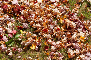 curled crunchy autumn leaves in the sun