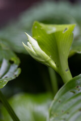 Hosta bud. The Hosta with damaged leaves will bloom. Closeup, selective focus.