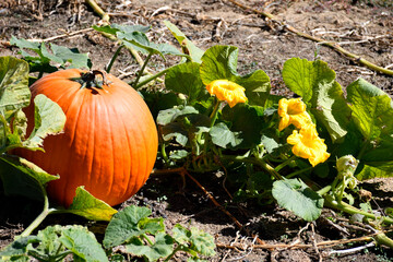Pumpkin patch at farm rural Georgia, USA