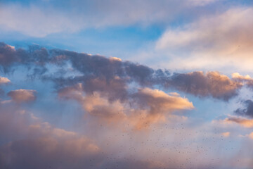 Incredible background of rain clouds at sunrise and a huge flock of migratory birds under the clouds. A scene of global bird migration when the weather changes.