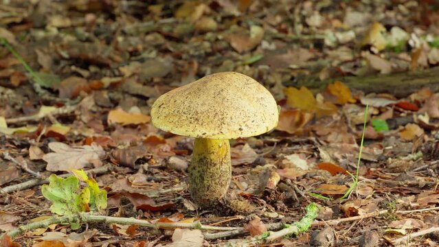 Golden brow mushroom, amanita phalloides, at autumn in the forest. Pan.