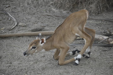 Blue Bull Calf Newly Born © Shahab