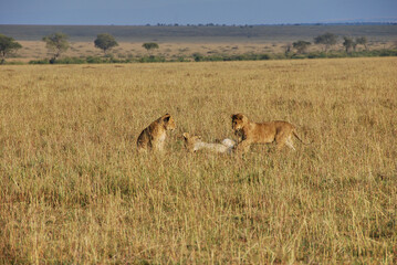 lion cubs, Panthera leo, in the Maasai Mara.