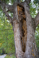 Fototapeta premium Tree trunk damaged after storm with lightning. Rascafría, Spain
