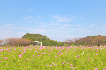 [知多郡]観光農園 花ひろばのコスモス畑