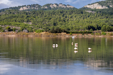 Pink flamingos in the étang of Gruissan (Gruissan lake), Occitania, France