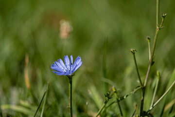 Wild lonely chicory flower on a grass background.