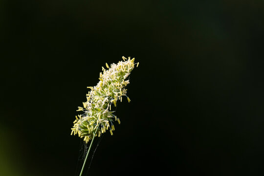 Grass seeds, a seed pod of a garden weed.