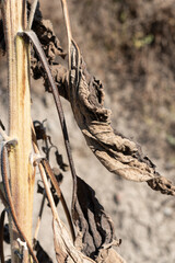 dried sunflower stalk and leaves