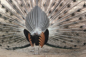 Back of peacock in front of white background