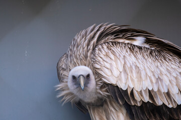 Portrait of a black vulture. Vulture's head.