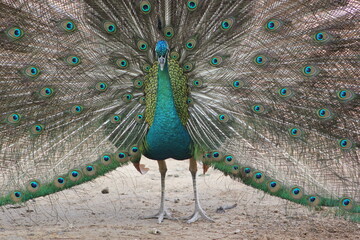 Obraz premium Sea Green peacock with feathers