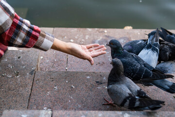 Hand-feeding pigeons in the park by the pond.
